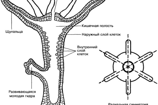 Кракен ссылка на сайт